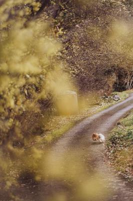 奥河内　蝋梅の里