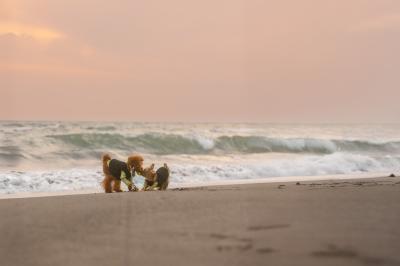 一緒に遊べばあたたかいよ