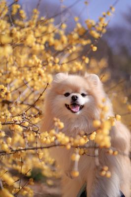 蝋梅の甘い香りに包まれて