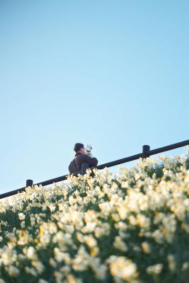 水仙の丘の上で