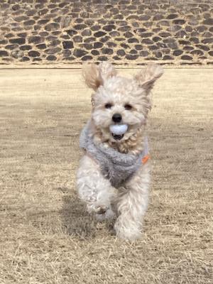 広場でボール遊び