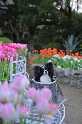 アイスチューリップに囲まれて