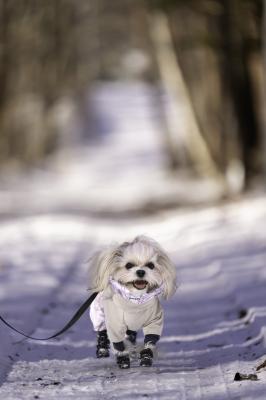 長野の雪道、全力疾走