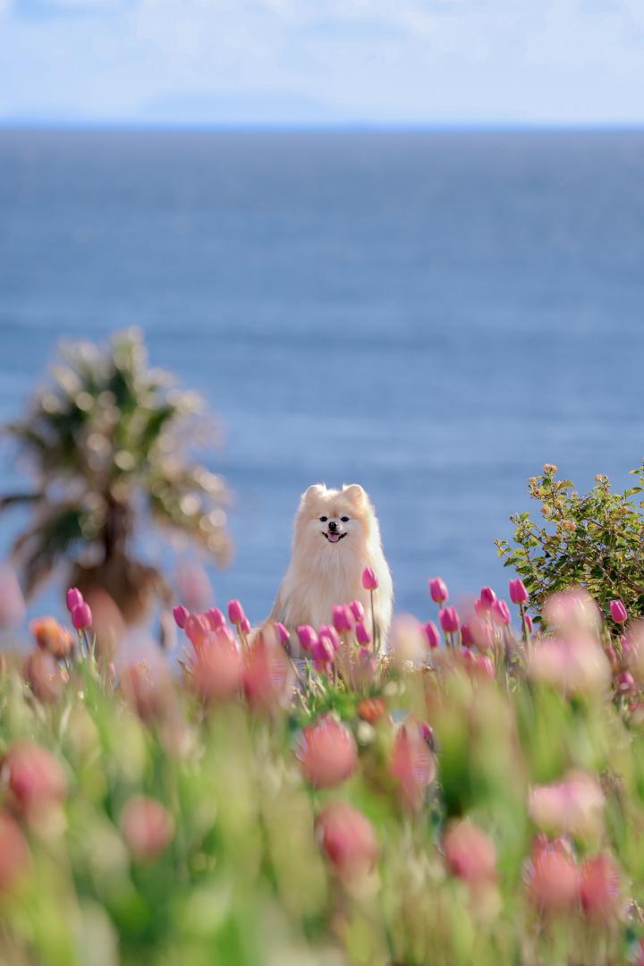 青い海とアイスチューリップ
