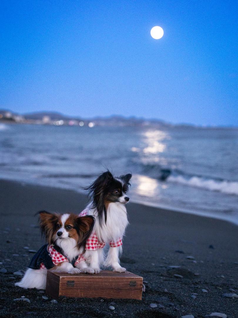 お月見して帰ろう