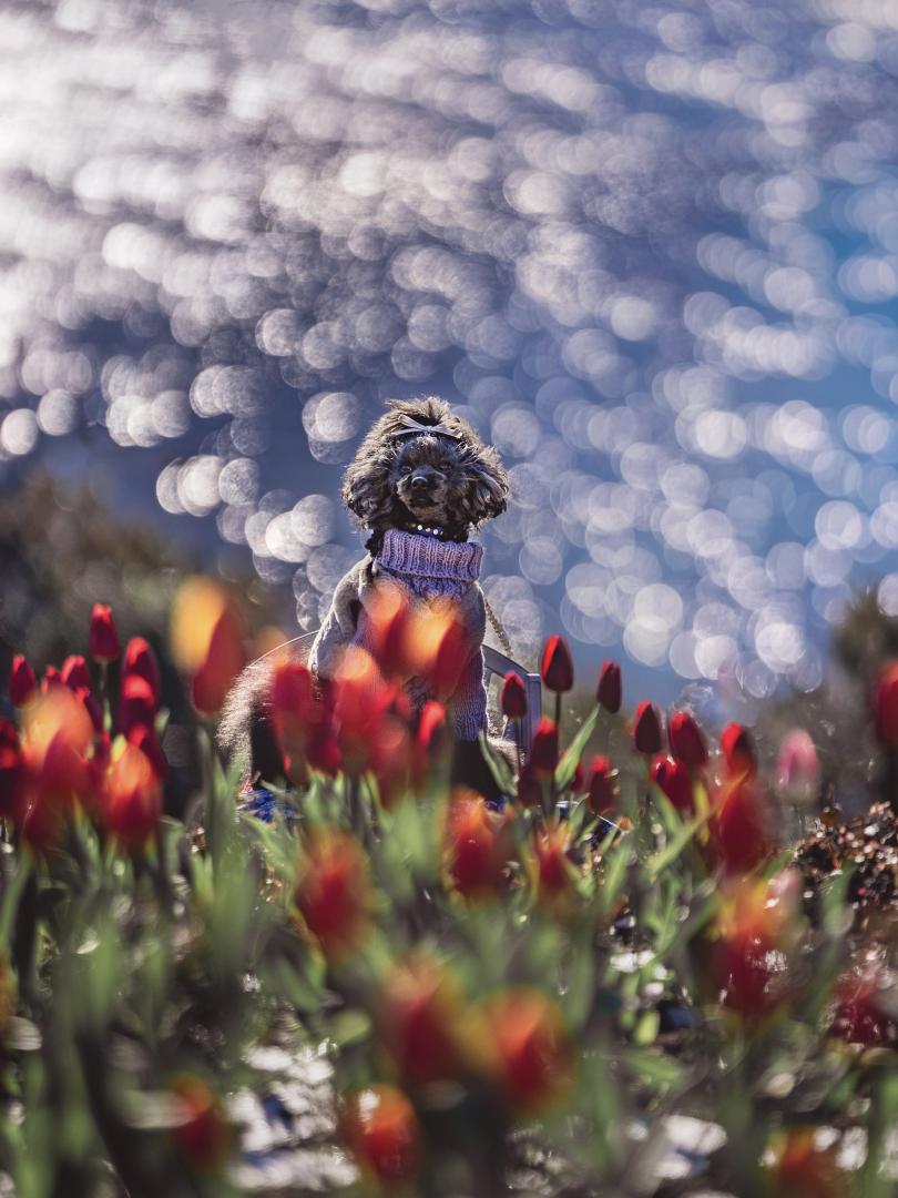 きらめく海とアイスチューリップ