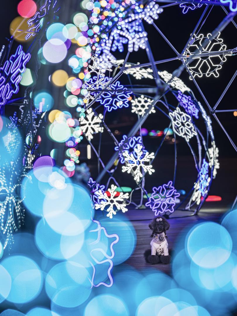 雪の結晶のイルミネーション