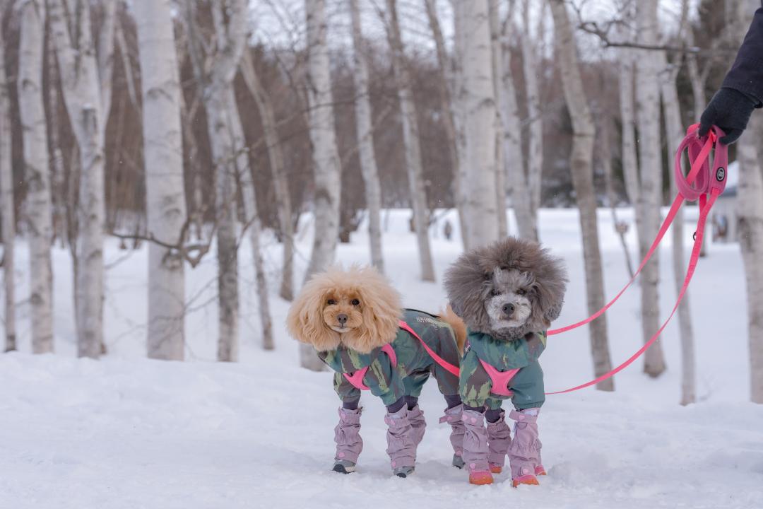 白樺と雪とわんこ