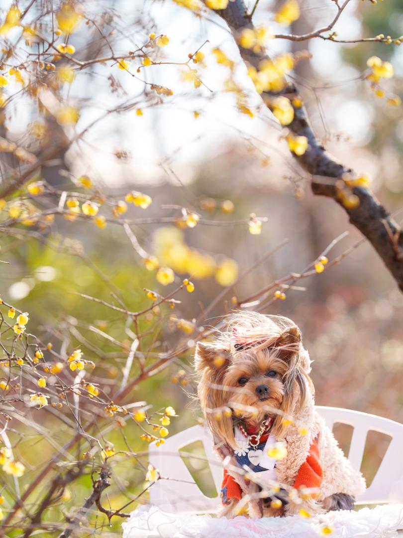 風に吹かれる犬と蝋梅