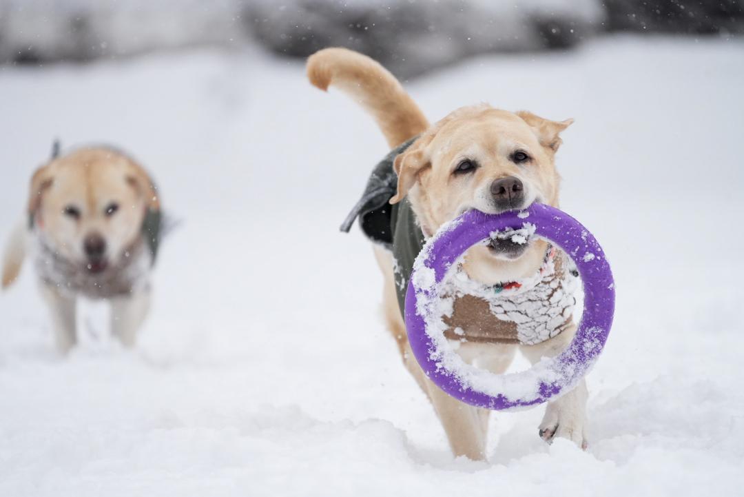 待て　待てーーー！