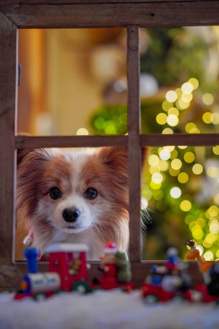 サンタさんまだかなぁ