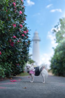 椿の花びら見つけたよ