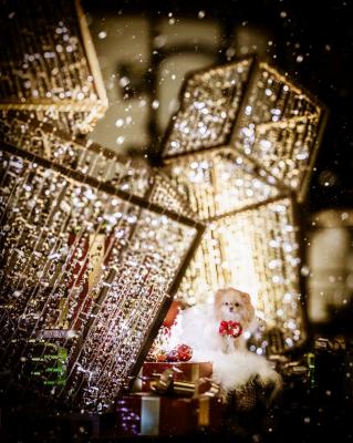 キラキライルミネーション