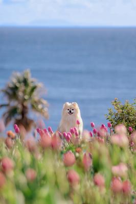 青い海とアイスチューリップ