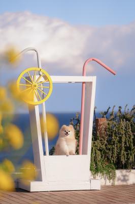 海のジュースはいかがですか？