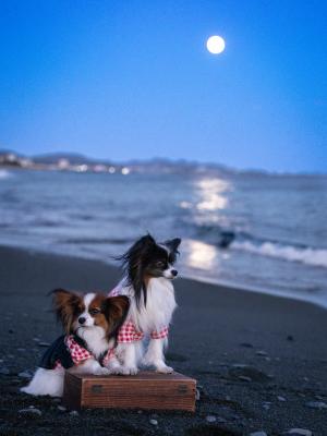 お月見して帰ろう