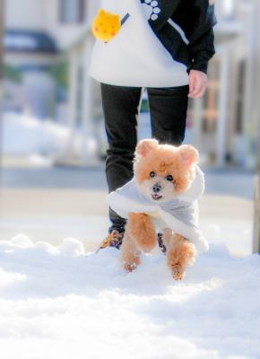 クマのボールとクマの僕