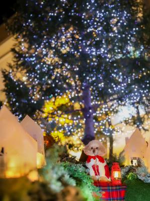 小さなお家のイルミネーションと