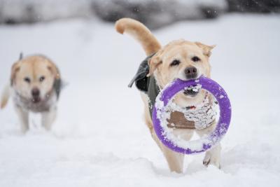 待て　待てーーー！