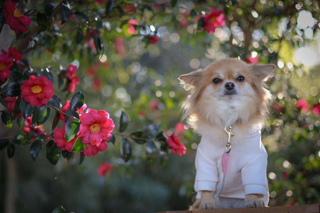 サザンカ満開までもう少し