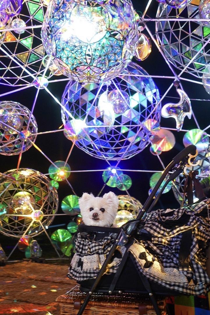 しゃぼんちゃんのゆめ