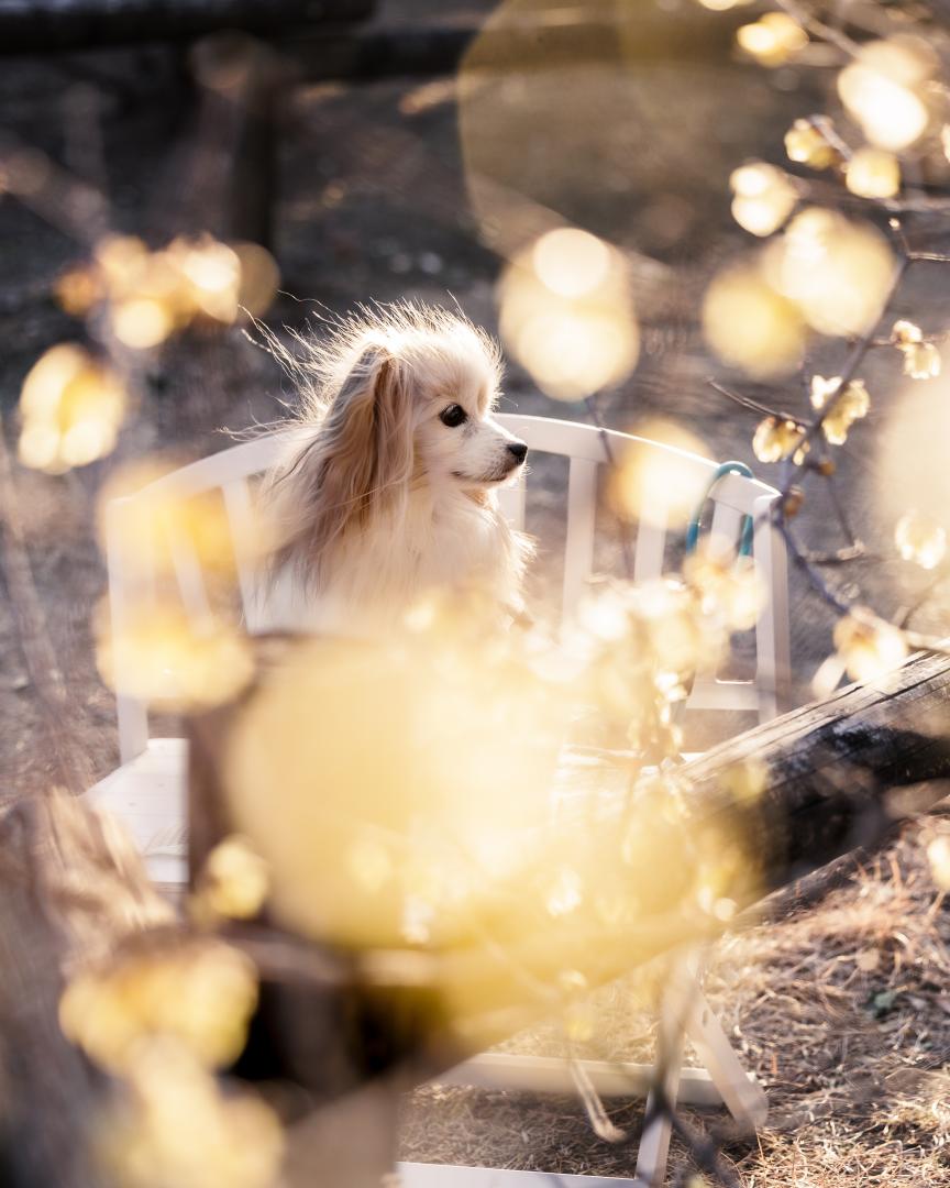 蝋梅とテノール