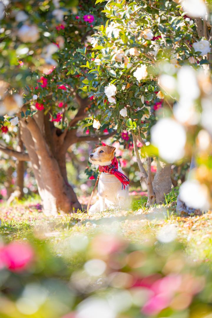 山茶花トンネル