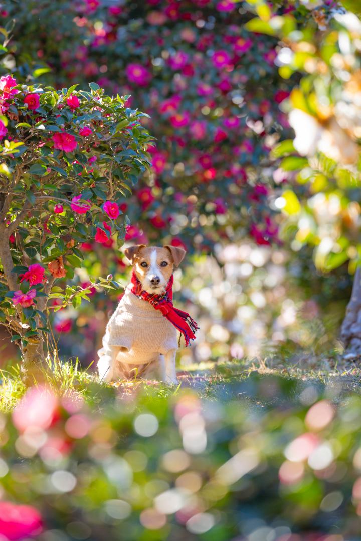 天然のイルミネーション