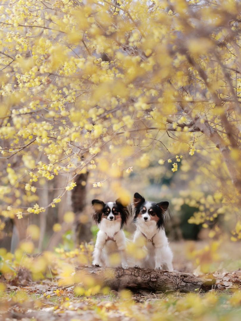 甘い香りに引き寄せられて