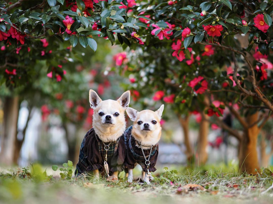 兄と弟、山茶花日和