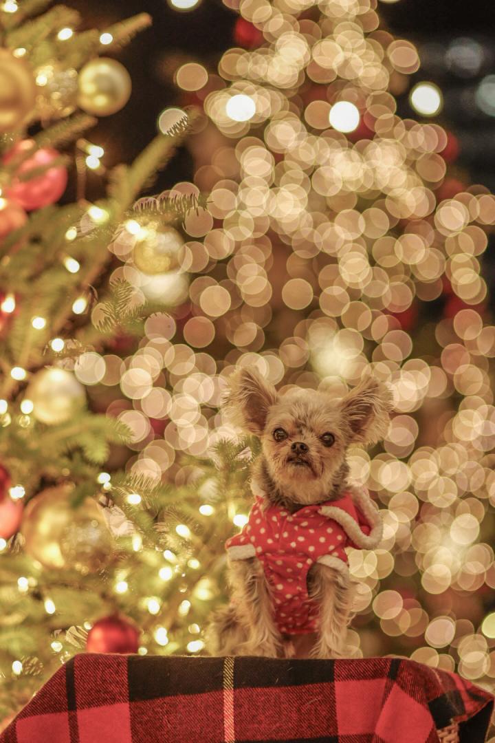 ツリーの玉ボケとコタロウ