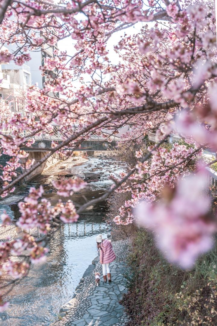 熱海桜散歩