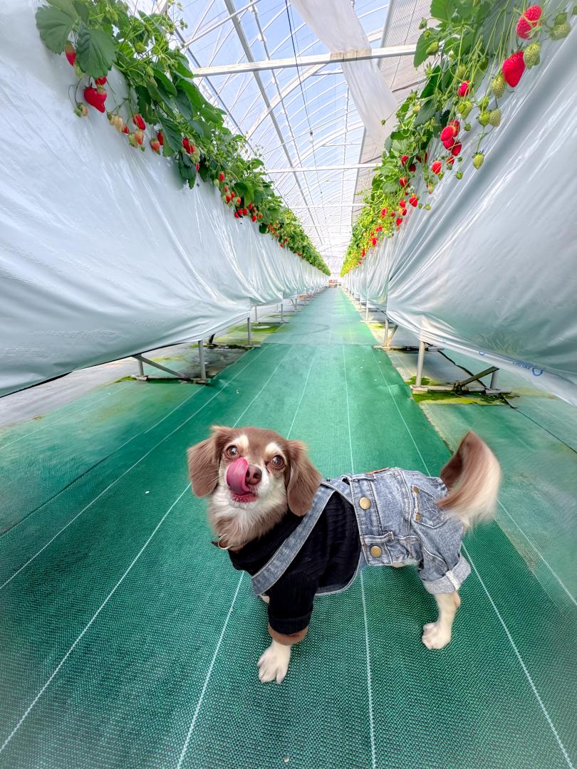 いちご甘くて美味しいね