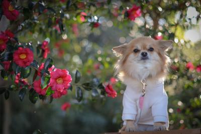 サザンカ満開までもう少し