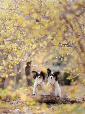 甘い香りに引き寄せられて