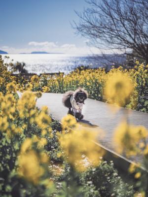 海へ続く菜の花ロード