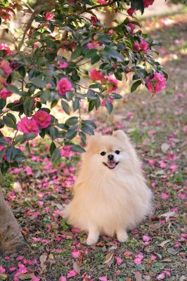 山茶花とノエル