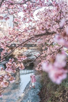 熱海桜散歩
