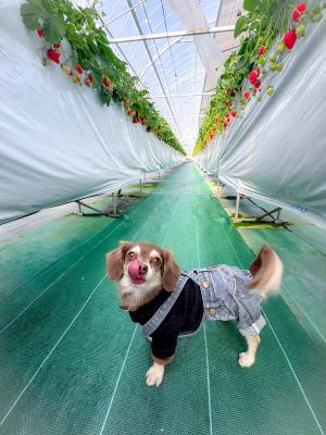 いちご甘くて美味しいね