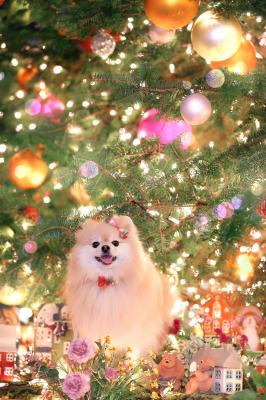 キラキラのツリーの下で