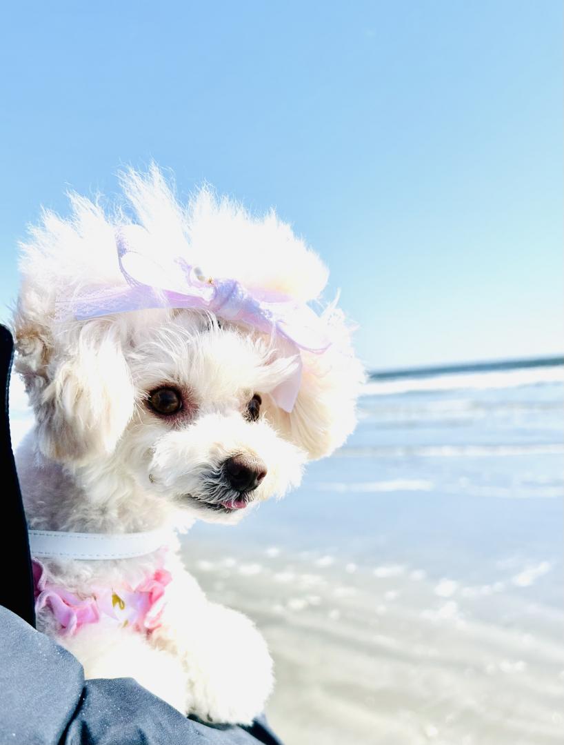 冬海に願いを✨