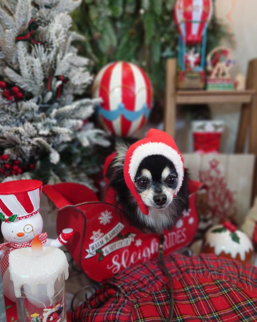 ナツくんサンタ