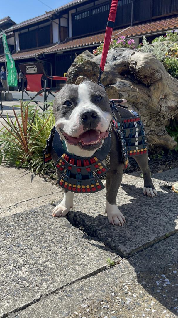 戦国武将に憧れて