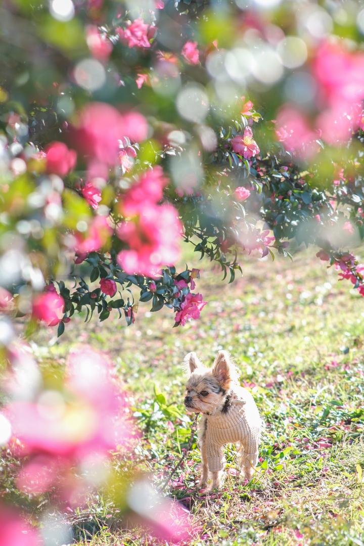 キラキラ山茶花のフレーム