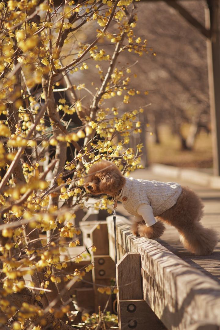 甘い香りに誘われて