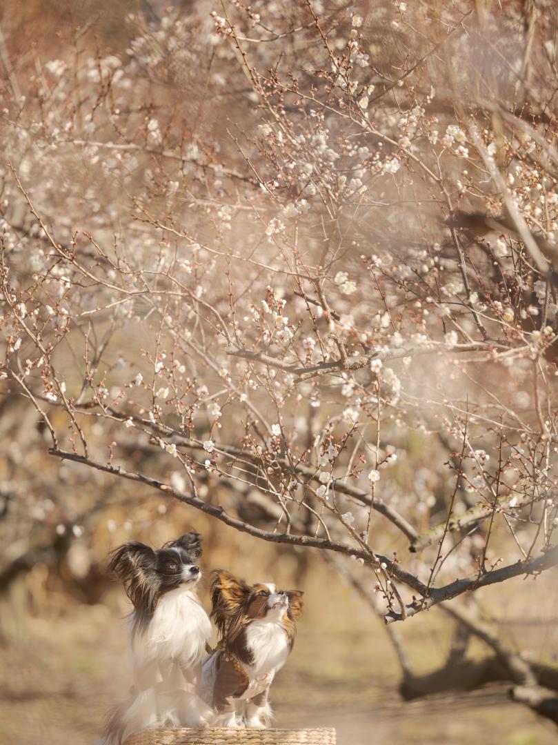 まだ早かったね