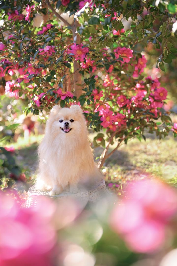 キラキラの山茶花と