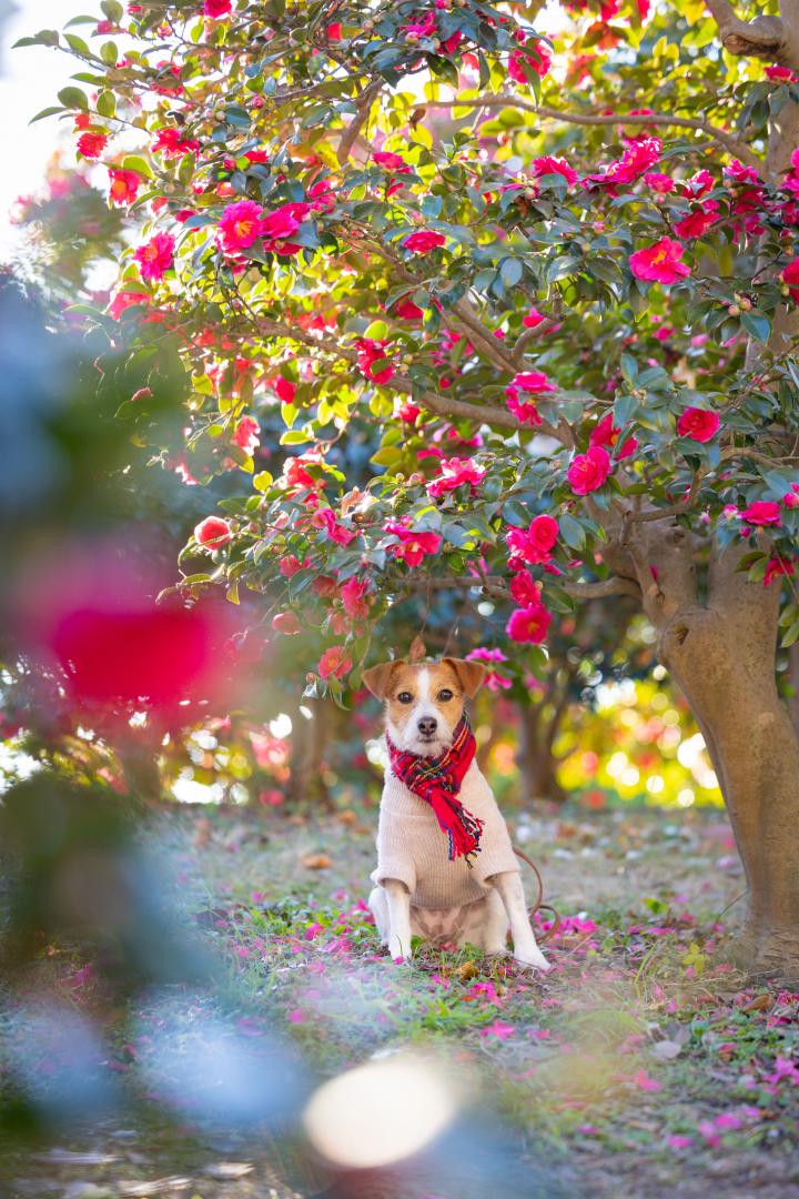 山茶花の木の下で