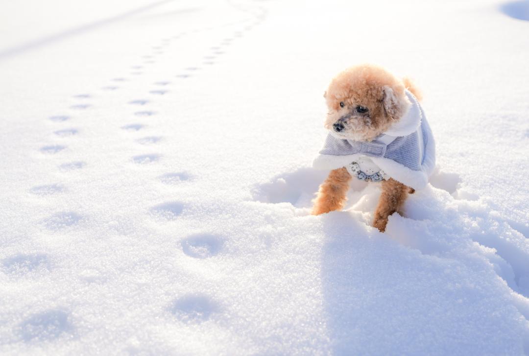 だ…誰の足跡でしゅか？