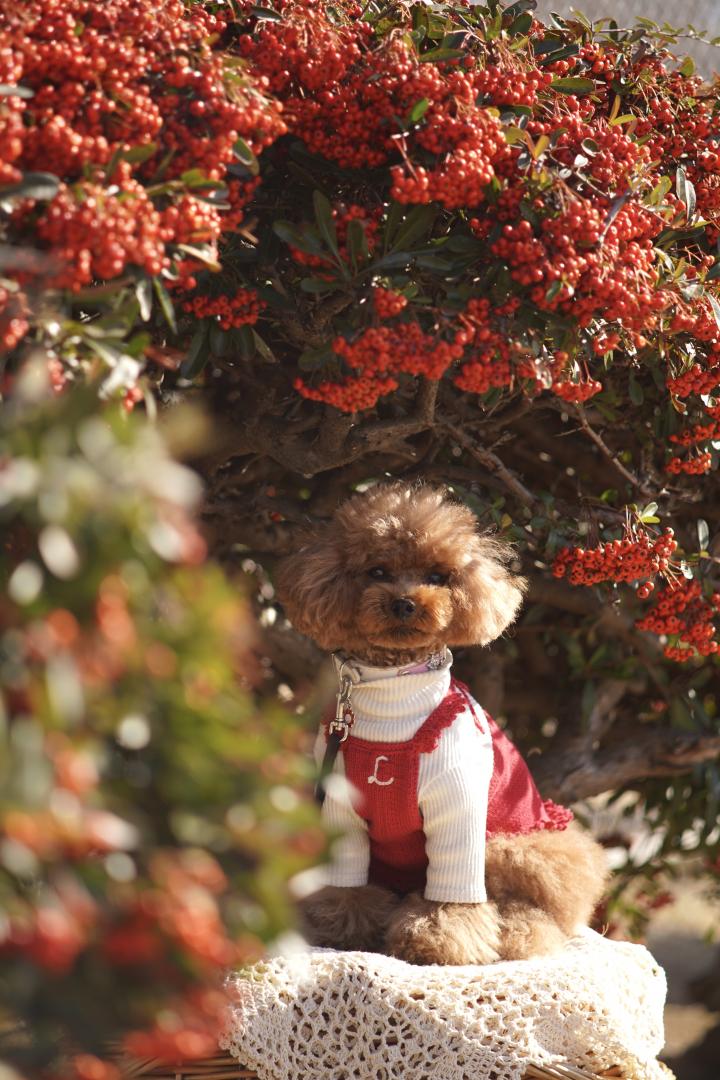 赤いトンネル見つけたよ❤️
